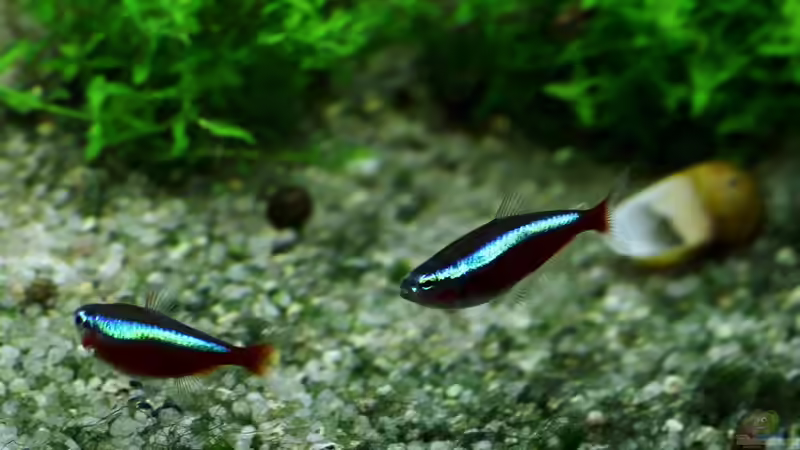 Paracheirodon axelrodi 12/09/2015 von Phil Cave (96)