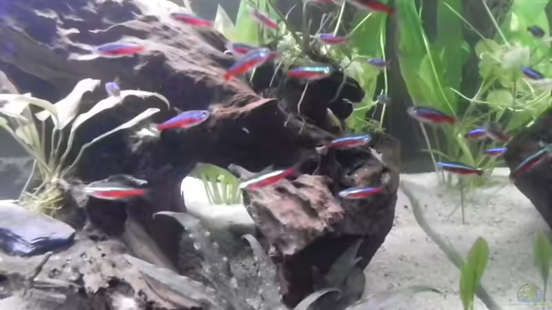 Paracheirodon axelrodi nach den Neueinzug ins Becken von Sarah Friedli (8)