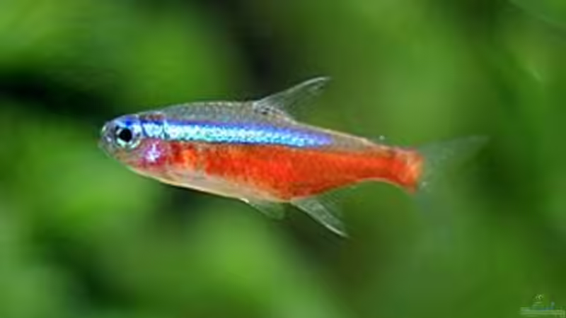 Paracheirodon axelrodi (Quelle Wikimedia) von &gt;&lt;(((°&gt; Jennyna &lt;°)))&gt;&lt; (15)