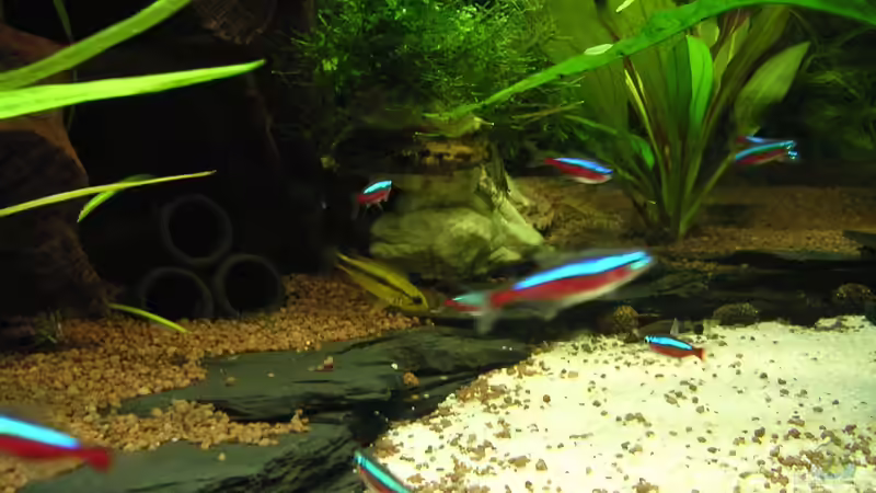 Paracheirodon axelrodi (Roter Neon) von Christian Grunwald (65)