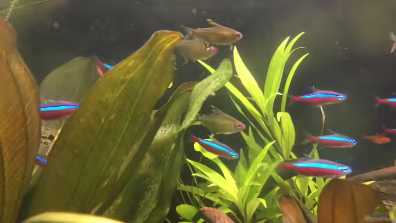 Paracheirodon axelrodi und Hyphessobrycon pulchripinnis  von Danny (47)