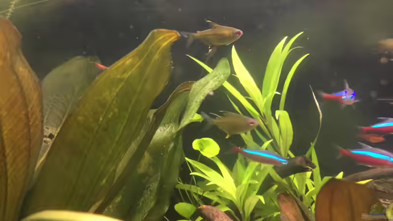 Paracheirodon axelrodi und Hyphessobrycon pulchripinnis von Danny (49)