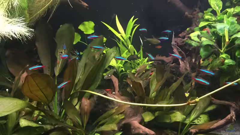 Paracheirodon axelrodi und Hyphessobrycon pulchripinnis von Danny (50)