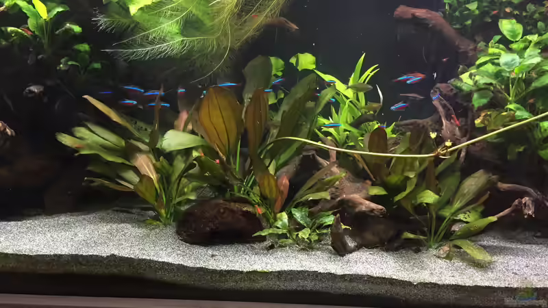 Paracheirodon axelrodi von Danny (42)