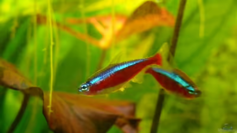 Paracheirodon axelrodi von Die kleine Meerjungfrau (54)