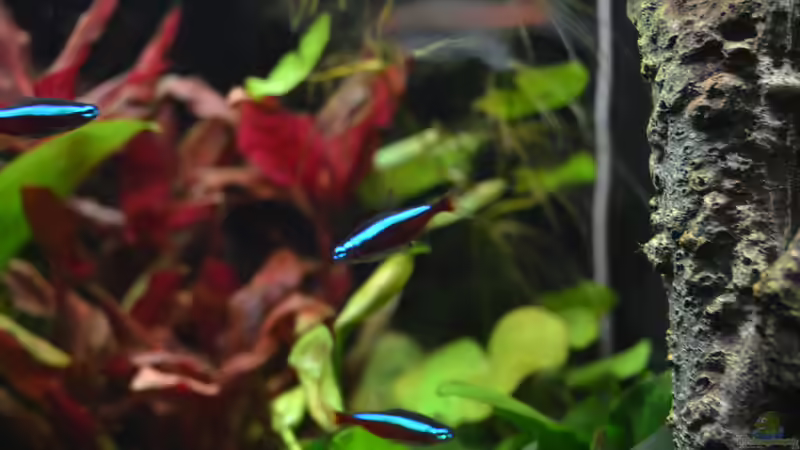 Paracheirodon axelrodi von DonTango (17)