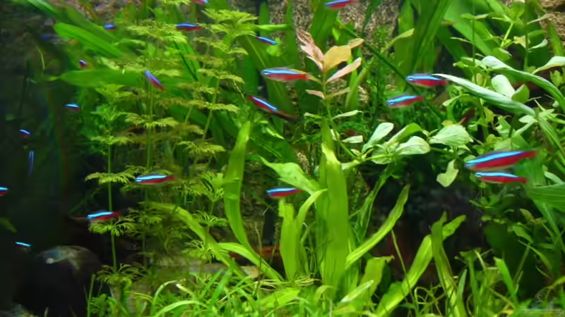 Paracheirodon axelrodi von Gerhard Kittel (17)