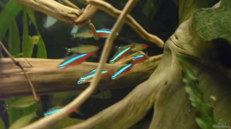 Paracheirodon axelrodi von Jan S. (17)