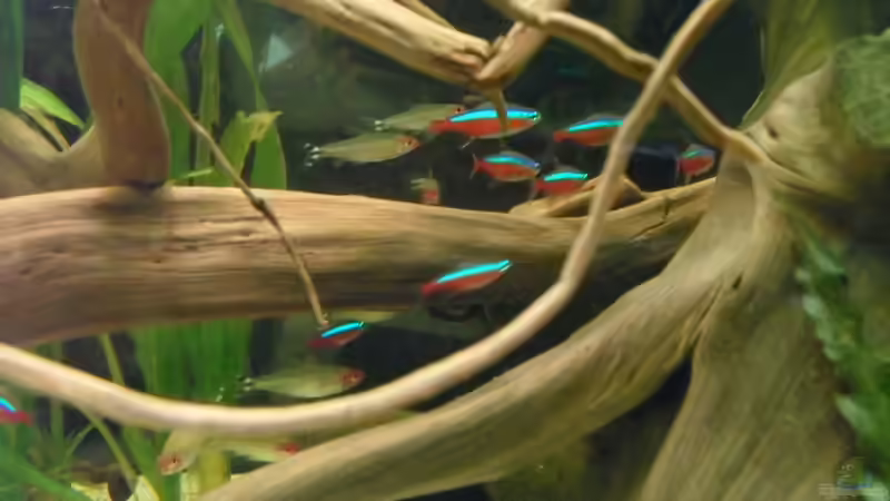 Paracheirodon axelrodi von Jan S. (18)