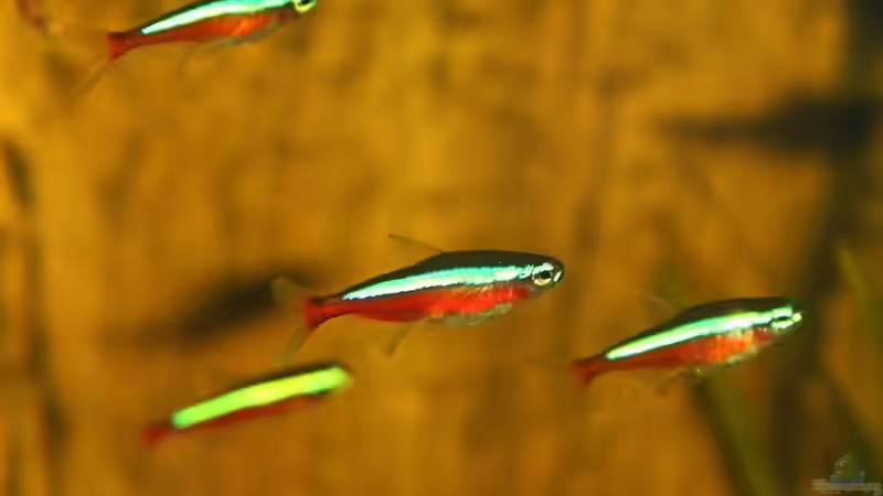 Paracheirodon axelrodi von marxbre (61)