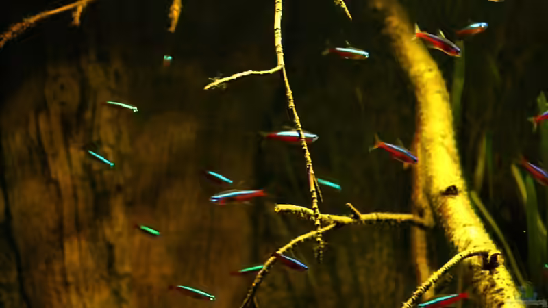 Paracheirodon axelrodi von marxbre (66)