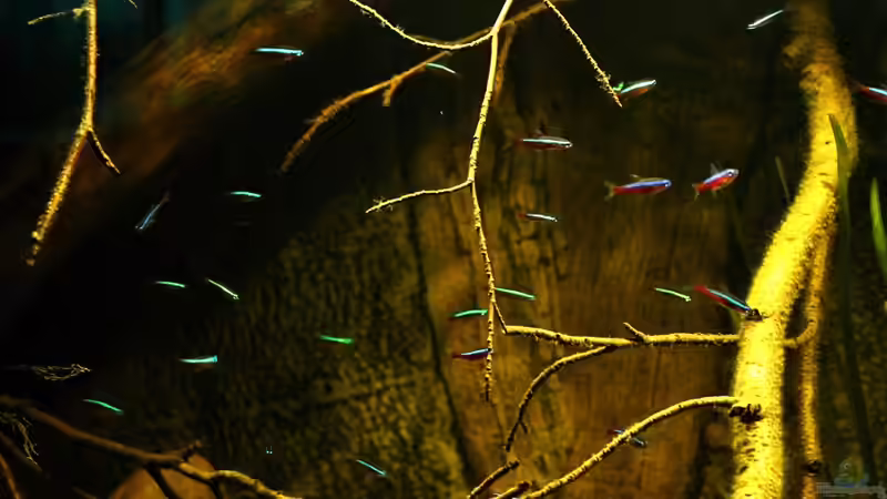 Paracheirodon axelrodi von marxbre (67)