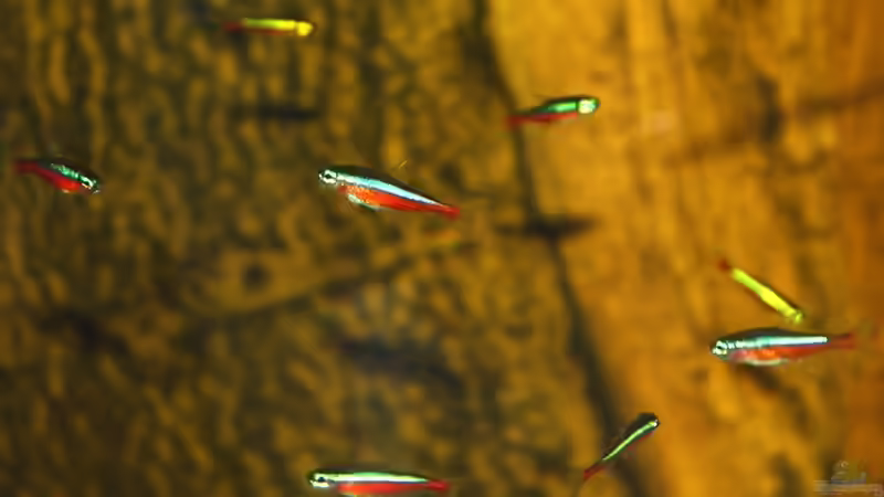 Paracheirodon axelrodi von marxbre (71)