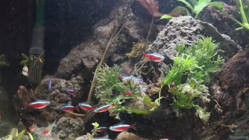 Paracheirodon axelrodi von maxheadroom (50)