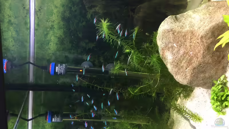 Paracheirodon Axelrodi von Nxsterr (9)