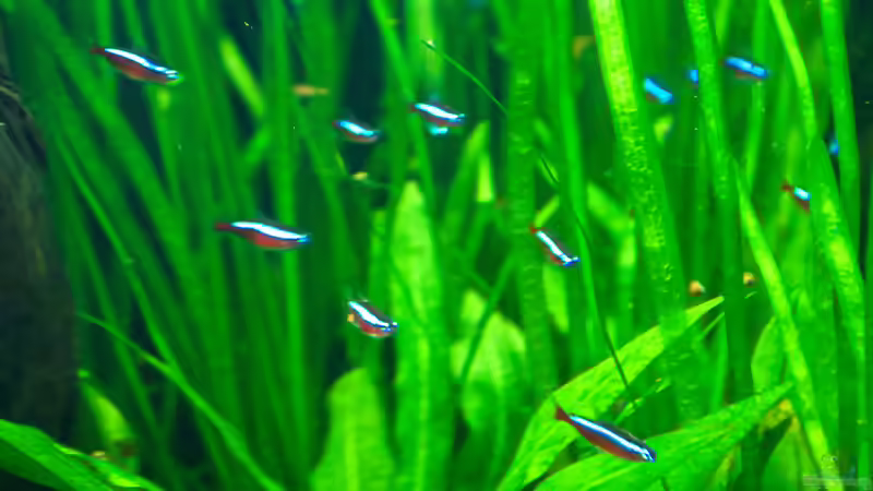 Paracheirodon axelrodi von Phil Cave (109)