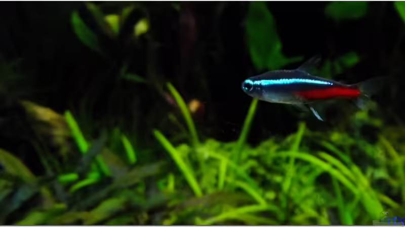 Paracheirodon inessi von TDG (24)