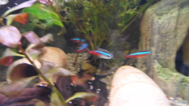 Paracheirodon innesi  von McCena (15)