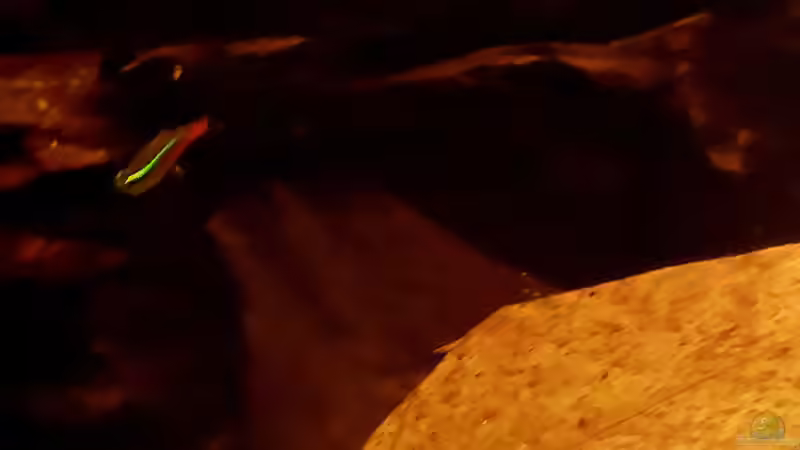 Paracheirodon innesi  von NiRo (24)