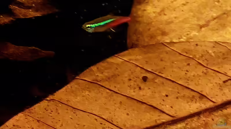 Paracheirodon innesi  von NiRo (28)