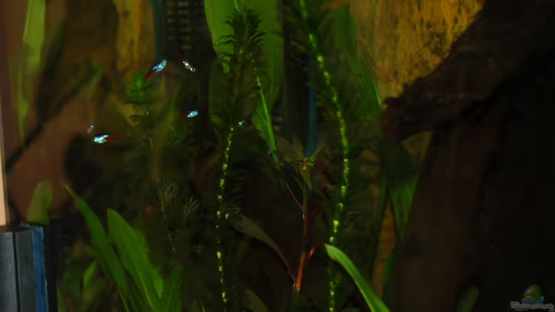 Paracheirodon innesi 1 von marciii1985 (21)