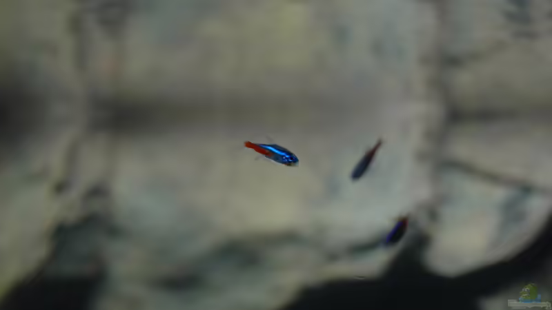 Paracheirodon innesi 2 von marciii1985 (22)