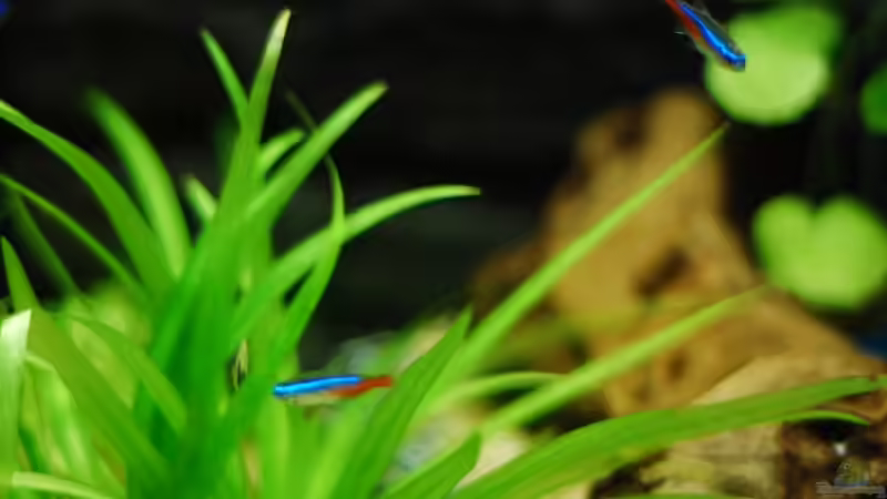 Paracheirodon innesi (Diamantkopf-Neontetra / Neonsalmler / Neontetra) von auecheck (12)