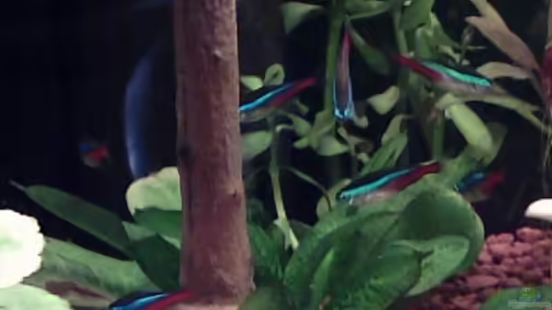 Paracheirodon innesi/Neonsalmler von Mike Keller (8)