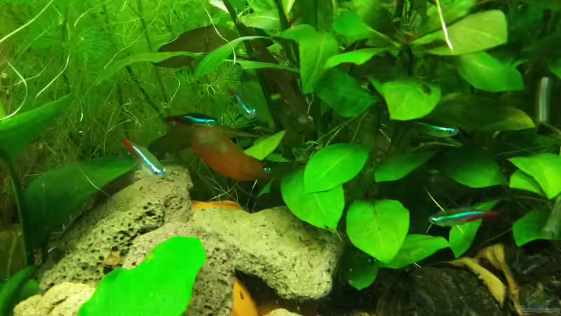 Paracheirodon innesi (Neonsalmler) von Pitt1platsch (8)