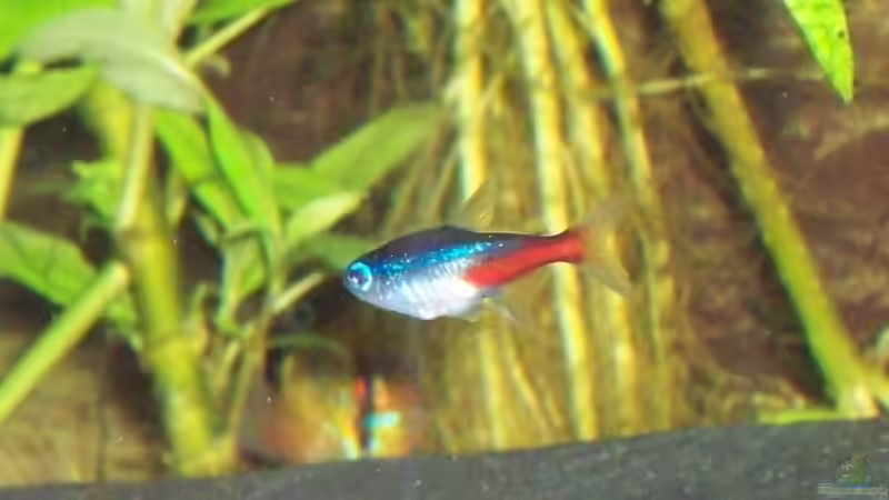 Paracheirodon innesi von Alexander Pohl (12)