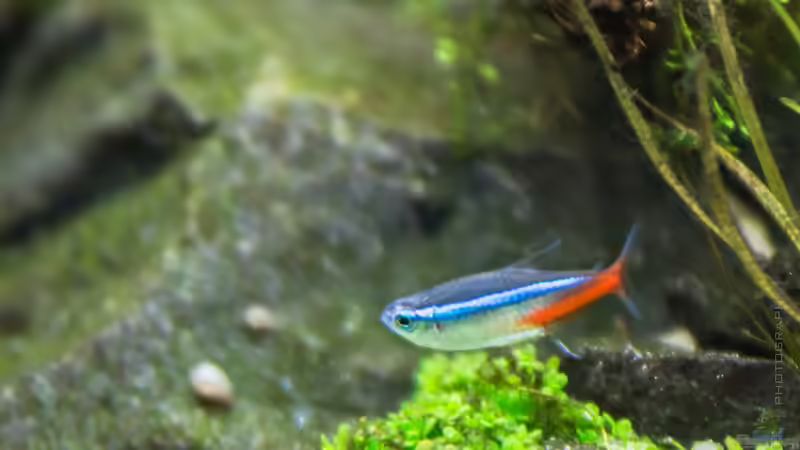 Paracheirodon innesi von Betta Chris (147)