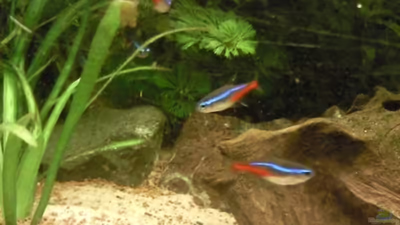 Paracheirodon innesi von ~Danny~ (45)