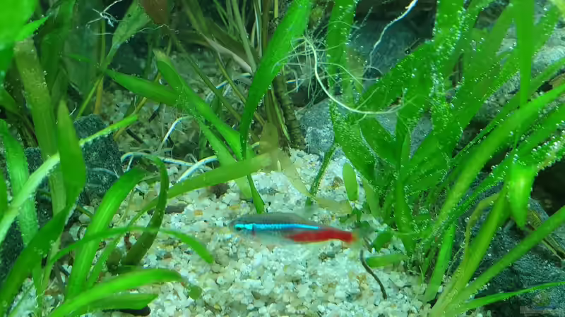 Paracheirodon innesi von GiZZ55 (5)