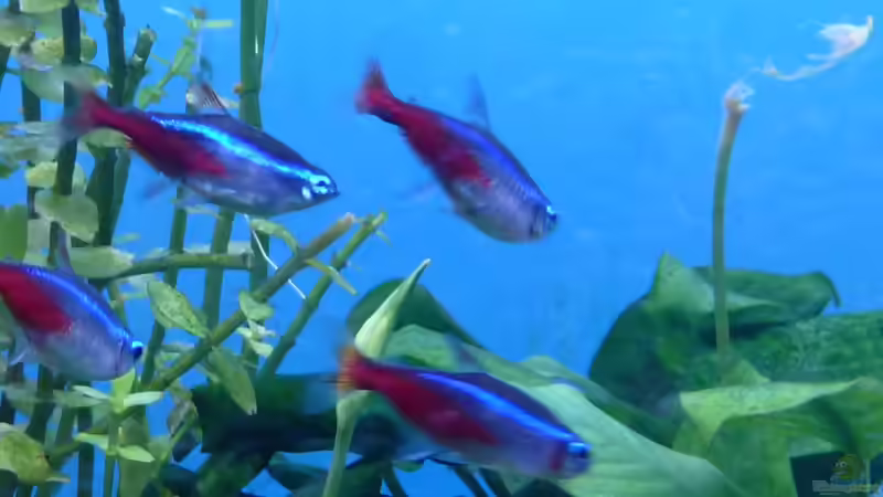 Paracheirodon innesi von Guppy62 (33)