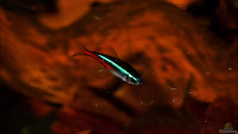 Paracheirodon innesi von Tobi-D (5)