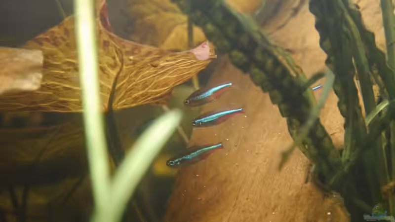 Aquarien mit Paracheirodon simulans (Blauer Neon)