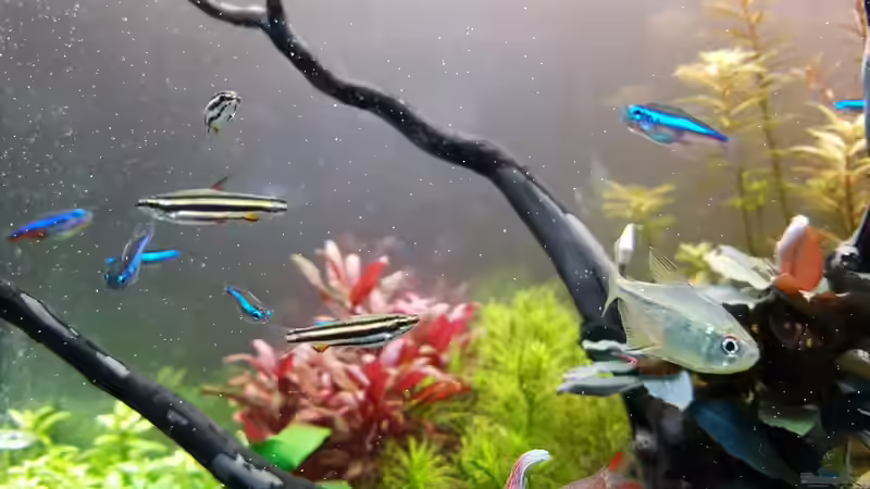 Paracheirodon simulans, Nannostomus marginatus, Moenkhausia pittieri von YoshiMaus (41)