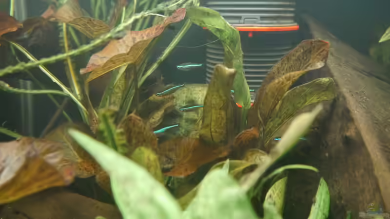 Aquarien mit Paracheirodon simulans (Blauer Neon)