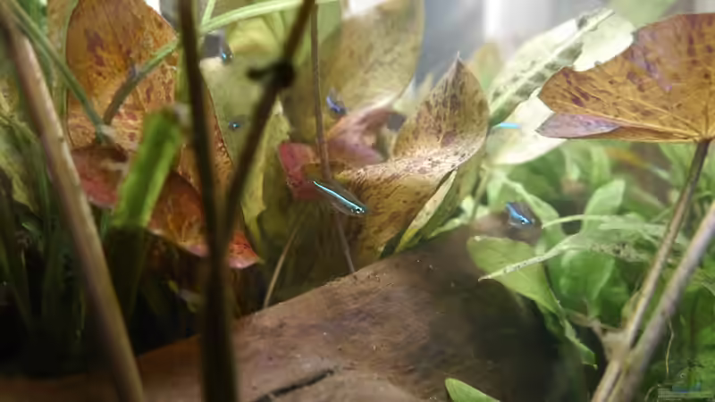 paracheirodon simulans am 17.02.2015 von Glückspirat82 (14)