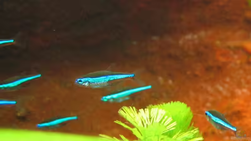 Paracheirodon simulans von Sascha Biedermann (17)