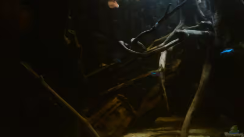 Paracheirodon simulans von Zugbremser72 (11)