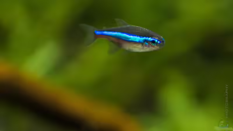 Aquarien mit Paracheirodon simulans (Blauer Neon)