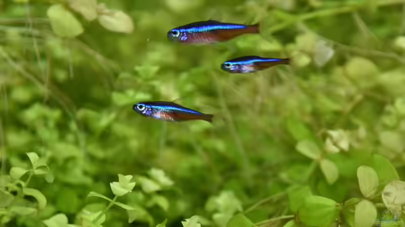 Paracheirodon spec. von Josef Kalt (6)