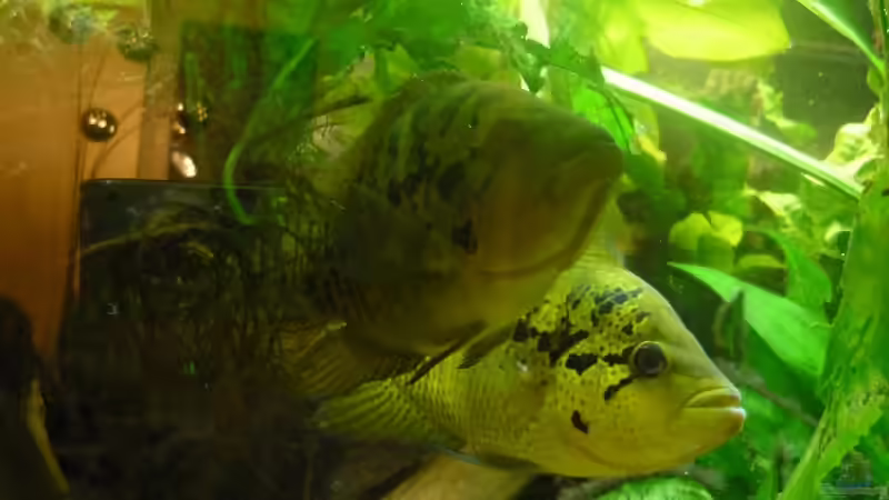 Parachromis von Crenii (32)