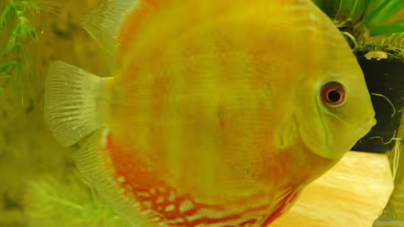 Paraconi Diskus WF im Eingewöhnungsbecken von Horst Sander (7)