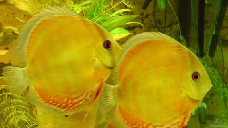 Paraconi Diskus WF im Eingewöhnungsbecken von Horst Sander (9)