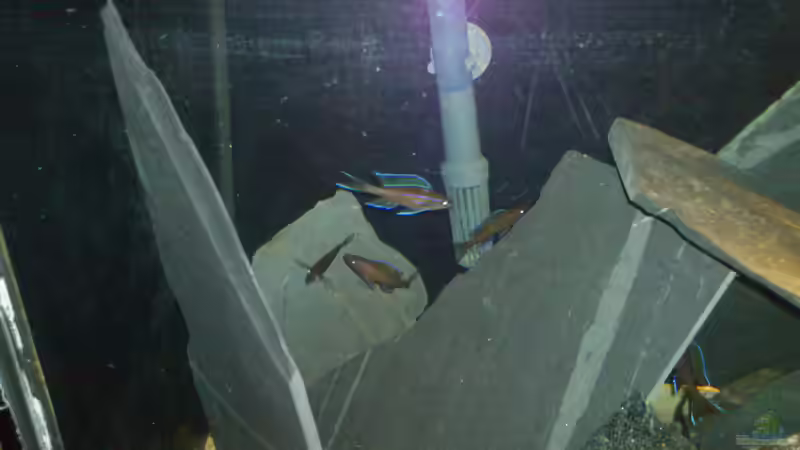 Paracyprichomis nigripinnis (im Vordergrund mein Alphamännchen) von Flipper (4)