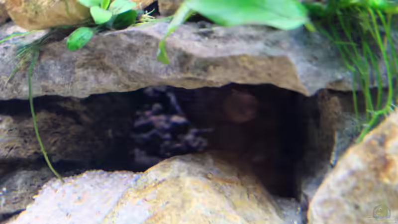 Paracyprichromis - Weibchen mit Eiern im Maul (2015) von Harald Götz (60)