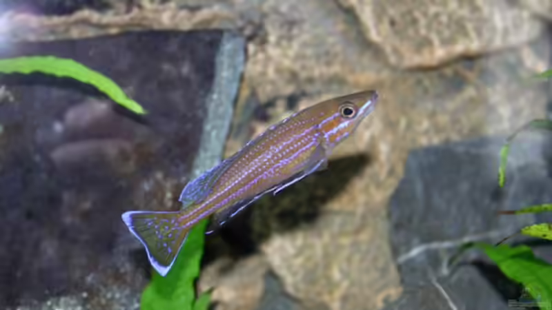 Paracyprichromis-Bock, 15.04.09 von Patrick Bärenfaller (23)