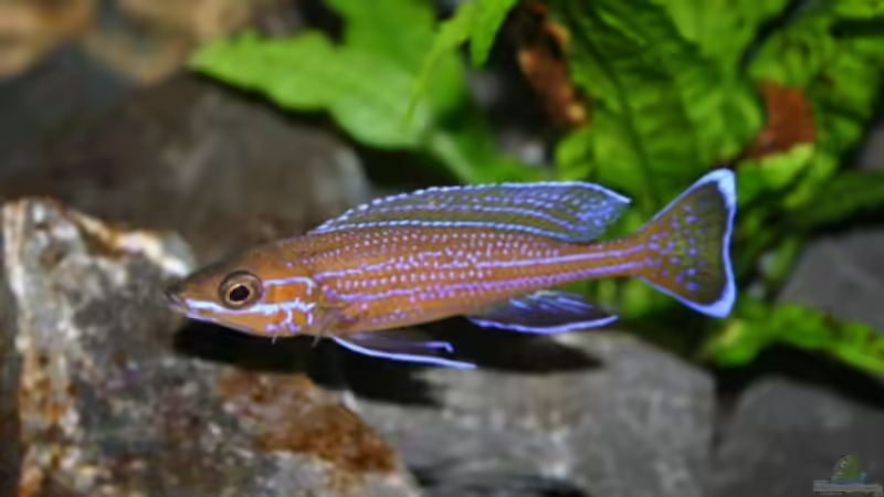 Paracyprichromis-Bock, 29.04.09 von Patrick Bärenfaller (28)